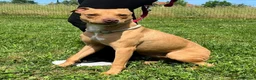 Meticcio cani in regalo: CARLETTO PIT BULLINO - Annuncio 5