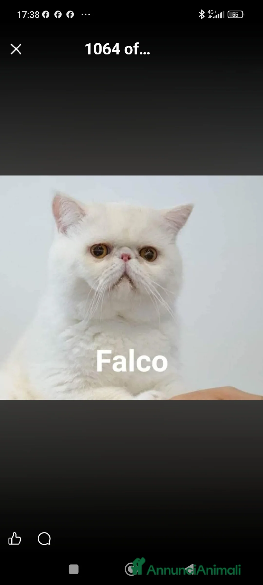 Exotic Shorthair gatti in vendita: Cuccioli Exotic short hair/persiano bianco - Annuncio 5