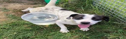 Bull Terrier cani in regalo: Rosa, cucciolona mix bull terrier - Annuncio 4
