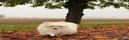 Spitz cani in vendita: Splendidi esemplari di Spitz Pomerania di 2 anni a Città Metropolitana di Bologna - Annuncio 7