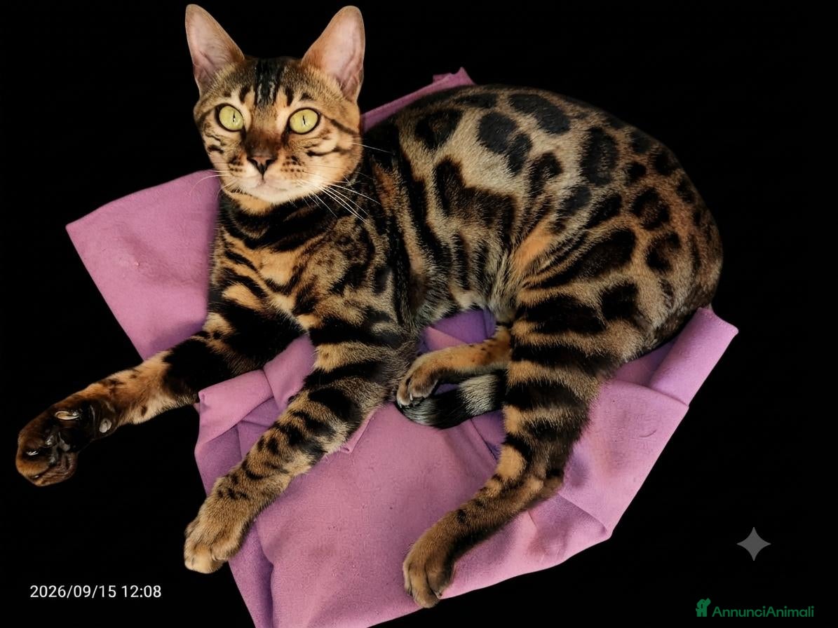 Bengala gatti Splendida gattina Bengala  - Annuncio 5