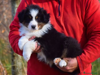 Australian Shepherd cani Cuccioli di pastore australiano pronta consegna - Annuncio 8