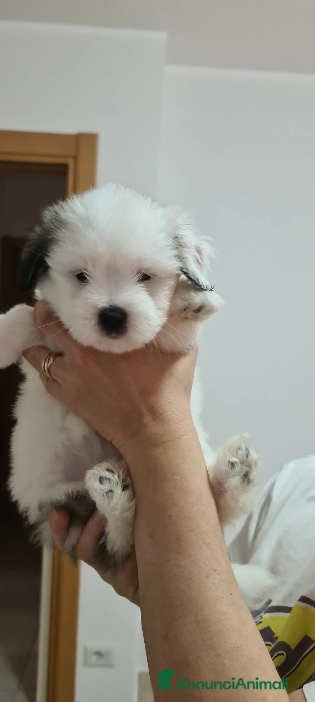 Immagine della galleria {{count}}