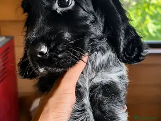 Cocker cani Asher cucciolo di cocker spaniel inglese - Annuncio 1