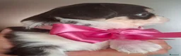 Chihuahua cani in vendita: Chihuahua pelo lungo pedigree enci  - Annuncio 18