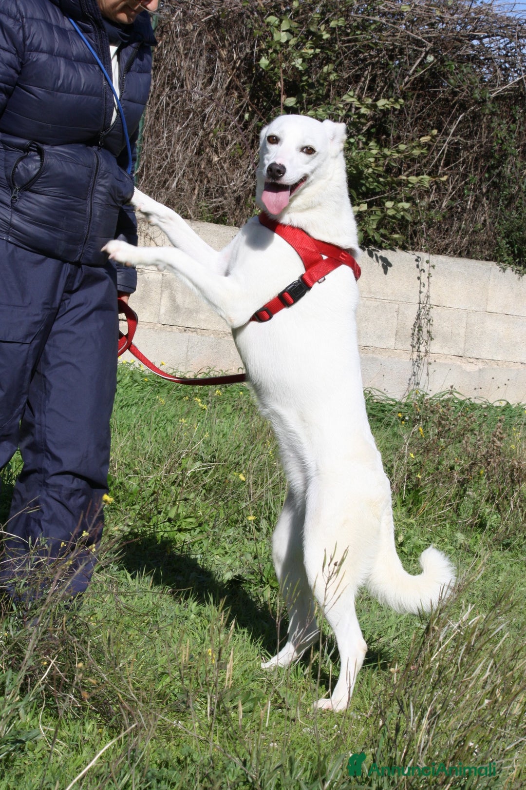 Altre razze cani in regalo: Tracy in adozione - Annuncio 1