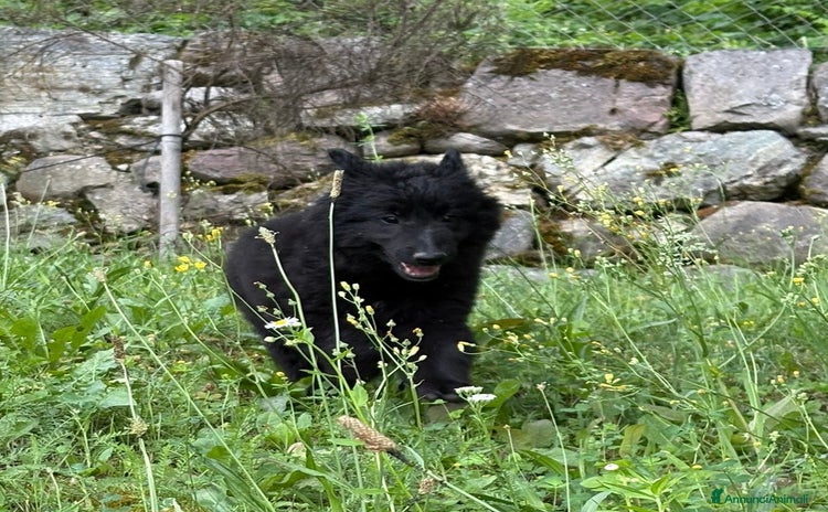 Pastore Belga cani a Provincia autonoma di Trento - Annuncio 13
