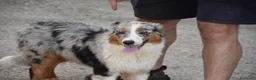 Australian Shepherd cani in vendita: Australian Shepherd pedigree ENCI - Annuncio 16