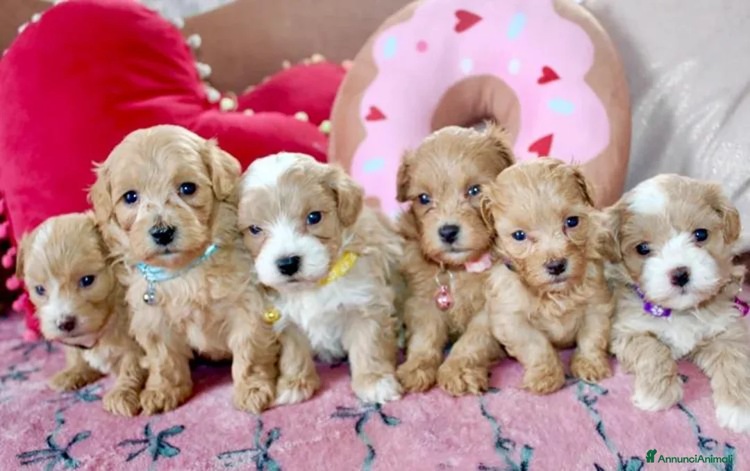 Maltipoo cani in vendita: Cuccioli Tiny Toy Maltipoo F1 - Annuncio 1