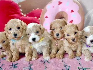 Maltipoo cani Cuccioli Tiny Toy Maltipoo F1 - Annuncio 12