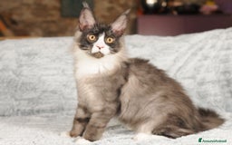 Maine Coon gatti in vendita: Cuccioli di razza Maine Coon pedigree ANFI a Livorno - Immagine 2