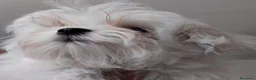 Maltese cani in vendita: Maltese maschio - Annuncio 3