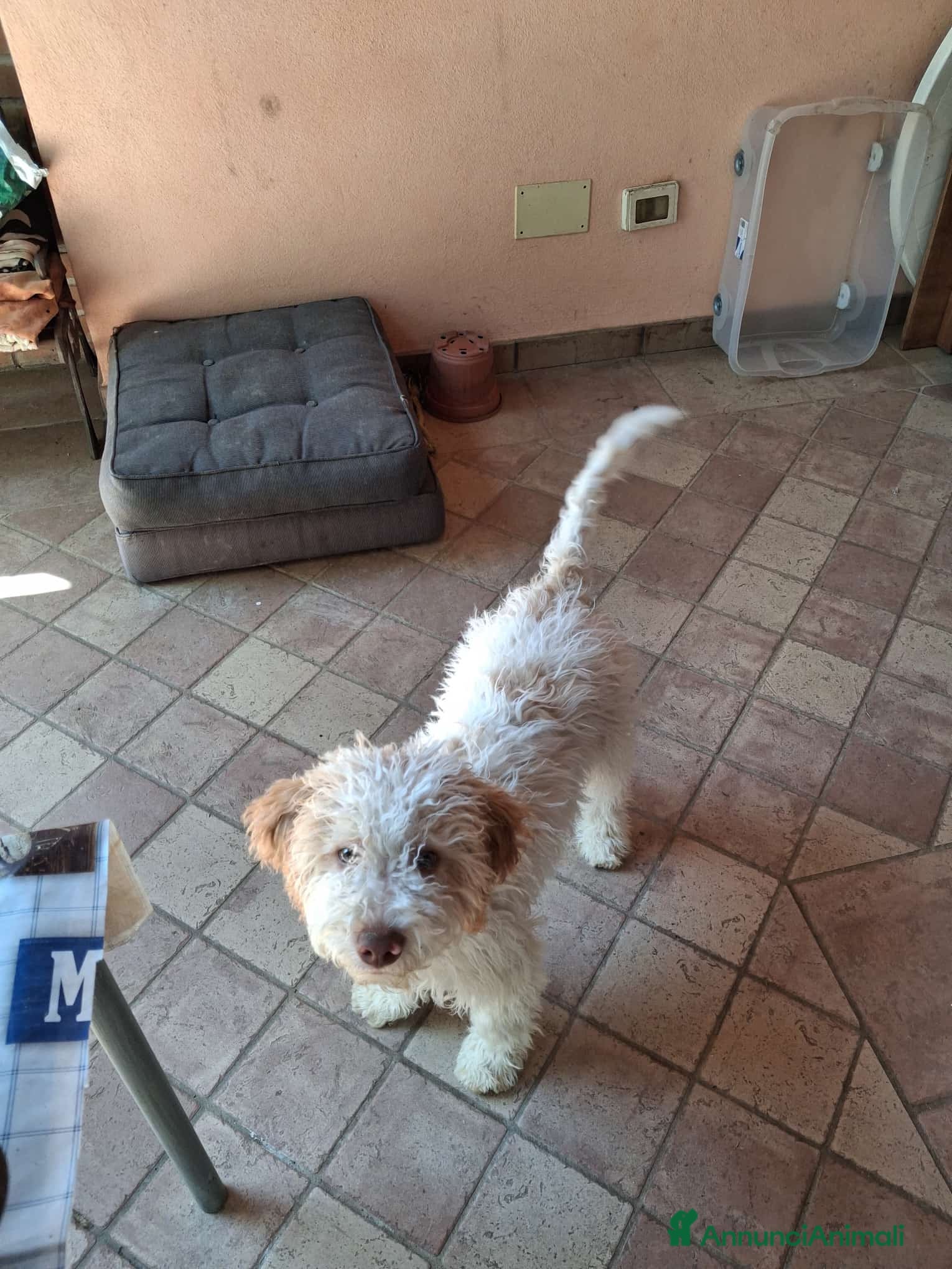 Lagotto cani Cucciolo lagotto maschio - Annuncio 20
