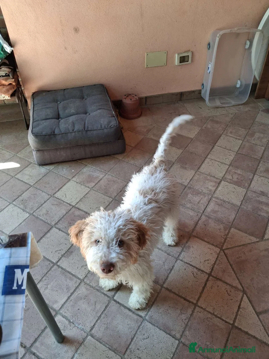 Lagotto cani in vendita: Cucciolo lagotto maschio a Città Metropolitana di Bologna - Annuncio 1