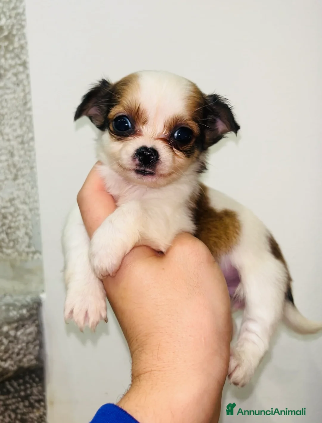 Chihuahua cani in vendita: Chihuahua mini  - Annuncio 2