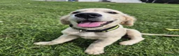 Golden Retriever cani in vendita: CUCCIOLI DI GOLDEN RETRIEVER - Annuncio 3
