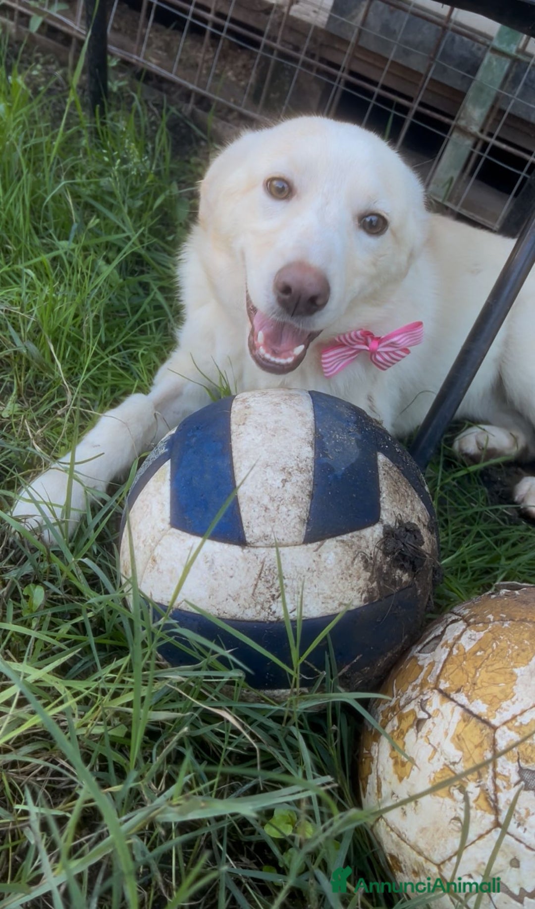 Meticcio cani in regalo: Zoomy - Annuncio 3