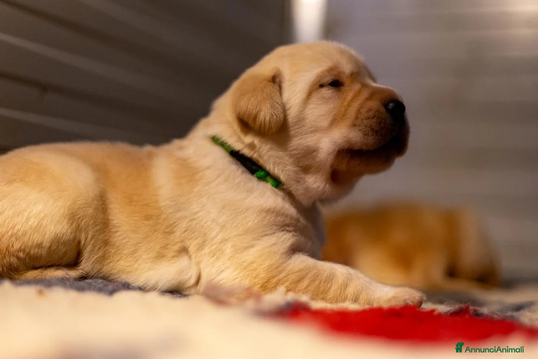 Labrador cani in vendita: Cuccioli di Labrador retriever disponibili a Provincia di Perugia - Annuncio 5