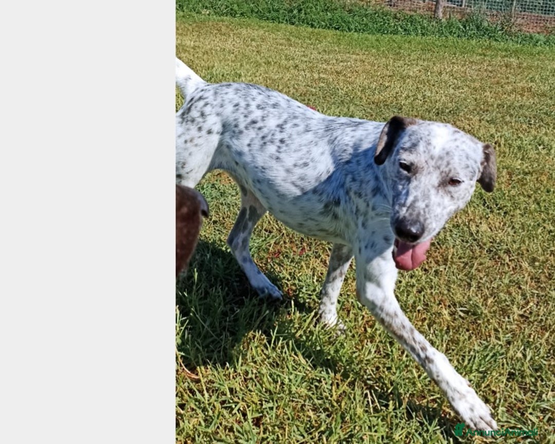 Meticcio cani in regalo: Celine, derivata pointer merita una casa a Latina - Annuncio 2