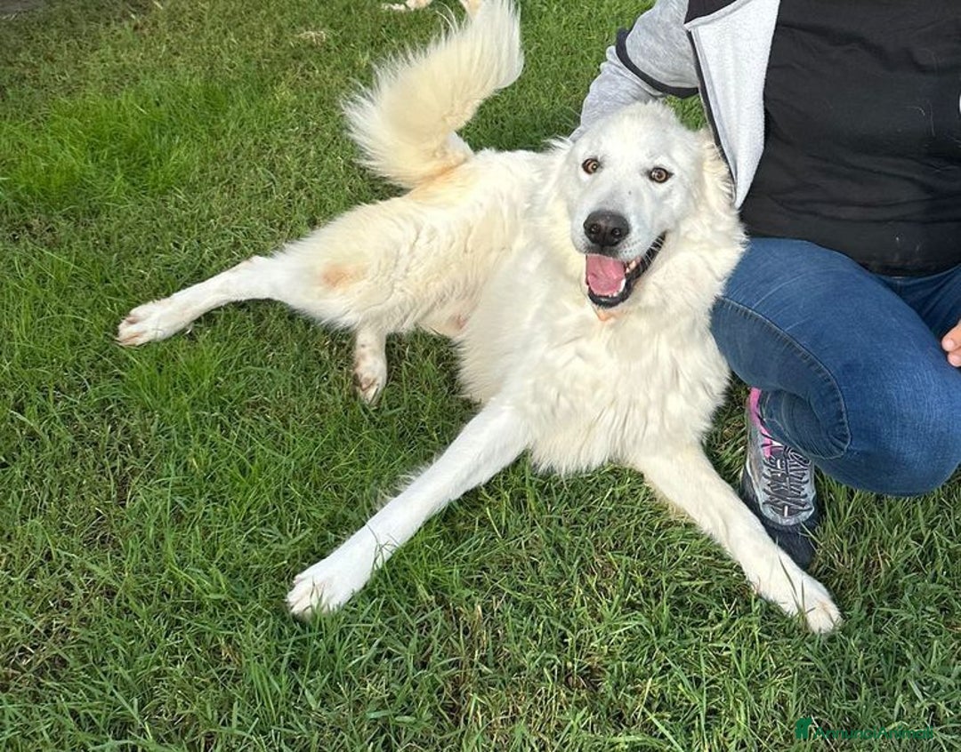 Pastore Maremmano cani in regalo: Spartaco, manto candido come il suo ❤️ - Annuncio 6