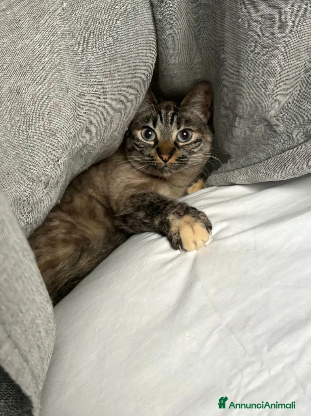 Europeo gatti in regalo: Mia dolce micia dagli occhi celesti - Annuncio 2