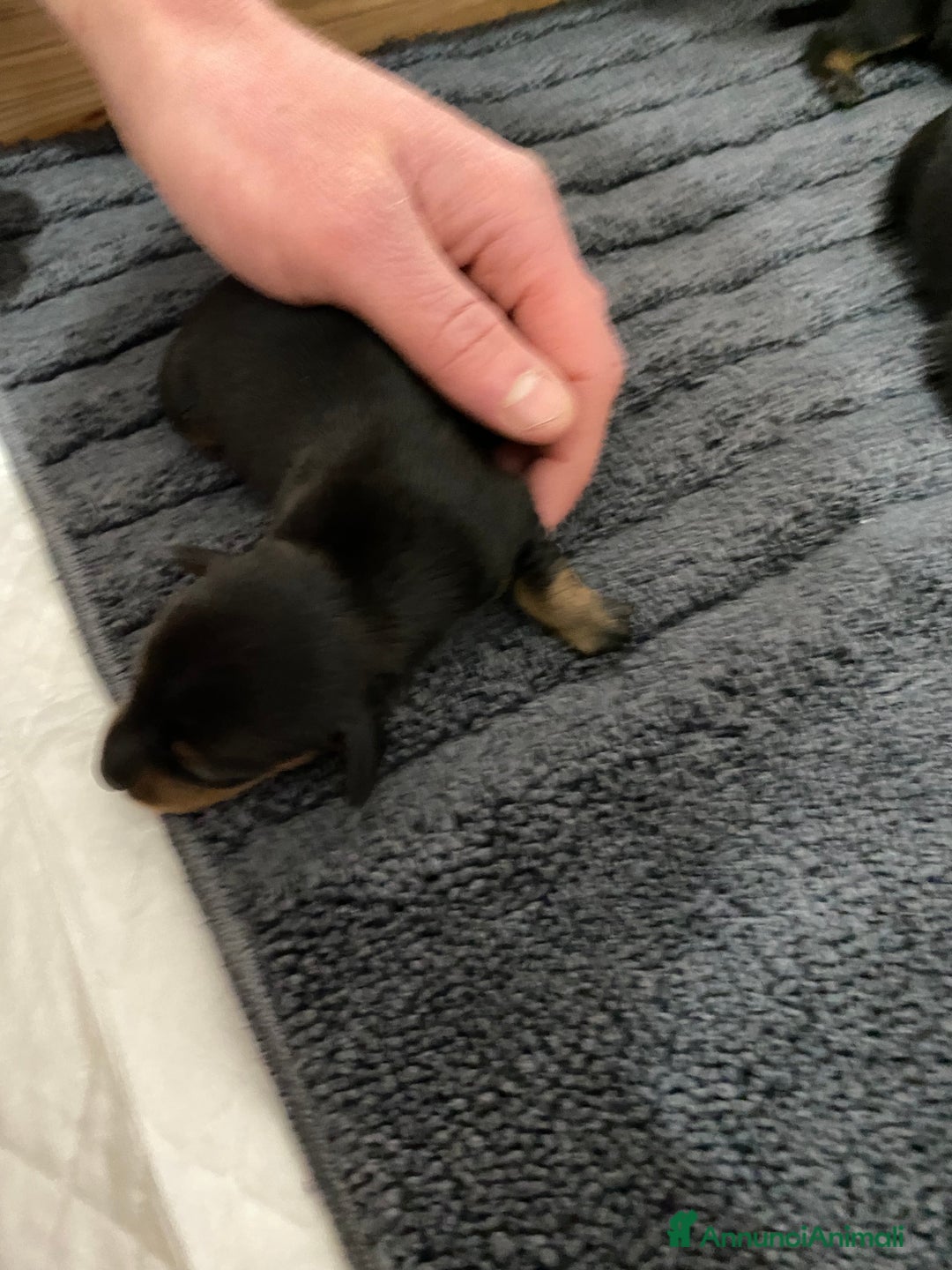 Bassotto cani in vendita: Bassotti - Annuncio 10