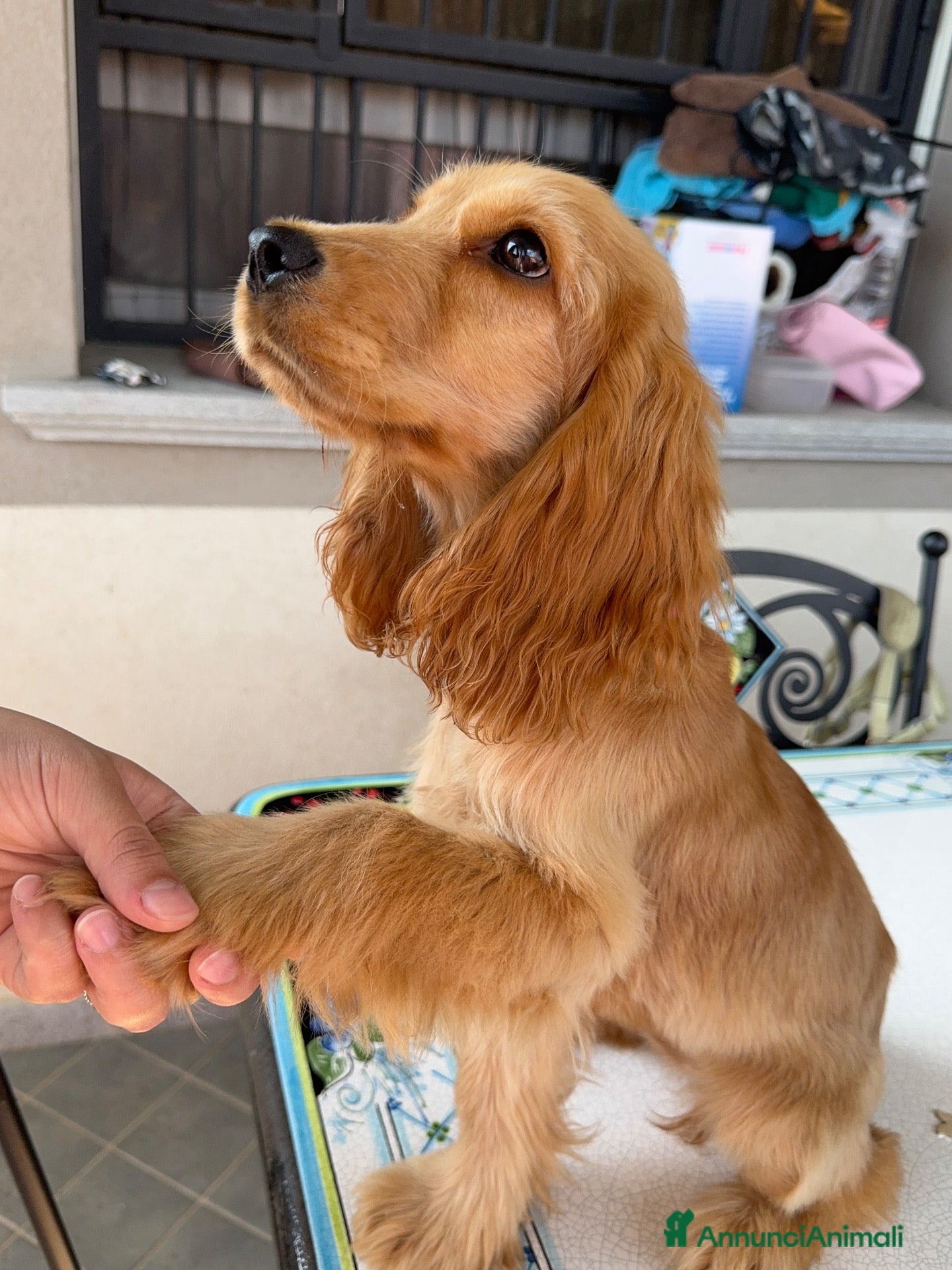 Cocker cani Cucciola di cocker spaniel inglese - Annuncio 1