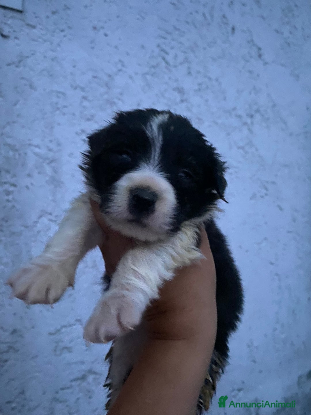 Border Collie cani in vendita: Border collie femmine rossa e nere - Annuncio 4