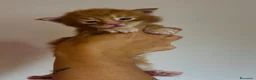 Maine Coon gatti in vendita: Maine Coon con pedigree  - Annuncio 8