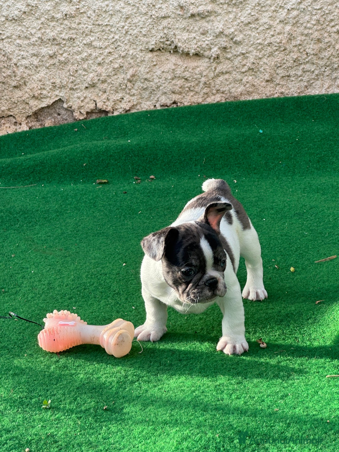 Bulldog Francese cani in vendita: Bulldog francese maschi esotici - Annuncio 8