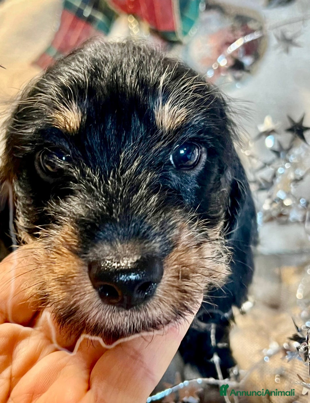 Bassotto cani in vendita: Cuccioli di Bassotto pelo duro con Pedigree Enci - Annuncio 20