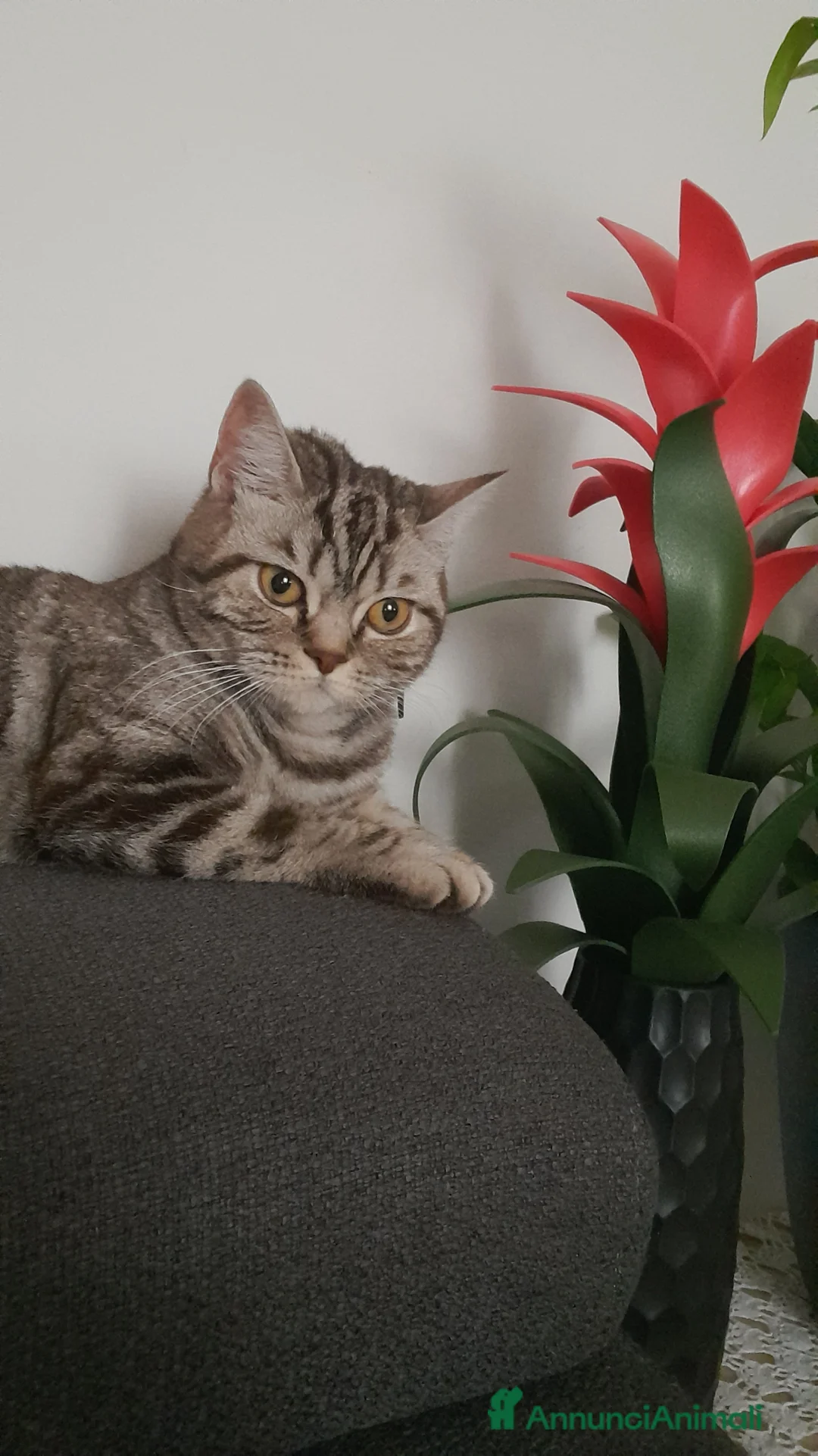 Scottish gatti in vendita: Scotish Straight  - Annuncio 1