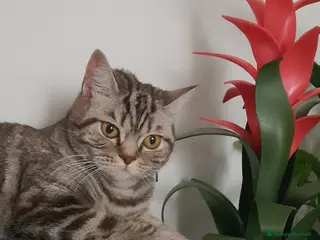 Scottish gatti Scotish Straight - Annuncio 4