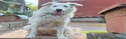 Meticcio cani in regalo: Itaca, cucciolona, mix golden maremmano - Annuncio 2