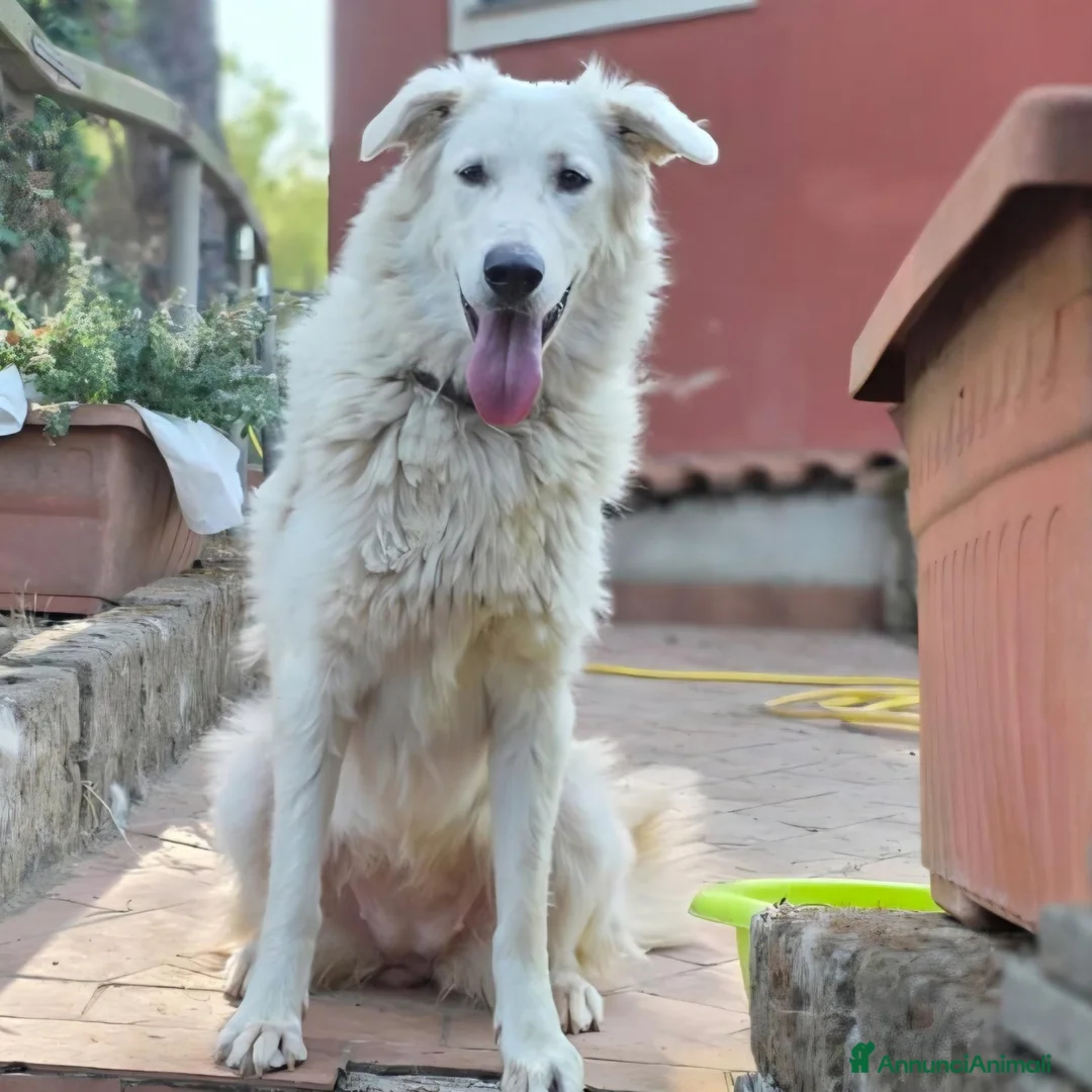 Meticcio cani in regalo: Itaca, cucciolona, mix golden maremmano - Annuncio 2