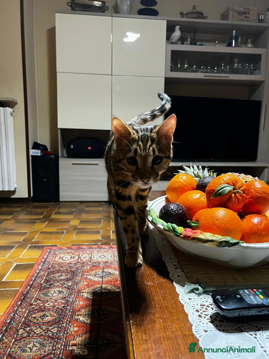 Bengala gatti in vendita: CUCCIOLO E ADULTO DI BENGALA  - Annuncio 6