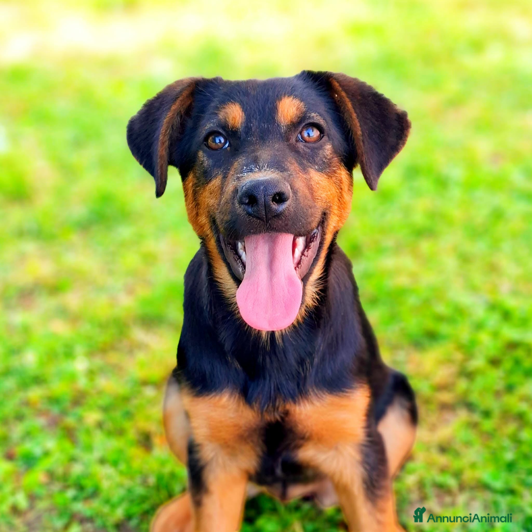 Meticcio cani in regalo: 8 CUCCIOLI CERCANO AMORE! Tg media, dolcissimi! - Annuncio 5