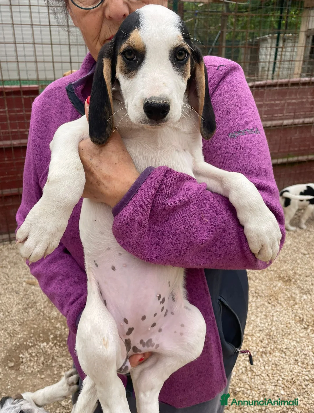 Meticcio cani in regalo: LA TENERISSIMA SELENE a Provincia di Mantova - Annuncio 1