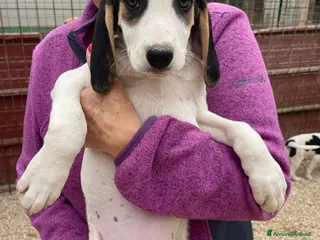 Meticcio cani LA TENERISSIMA SELENE - Annuncio 6