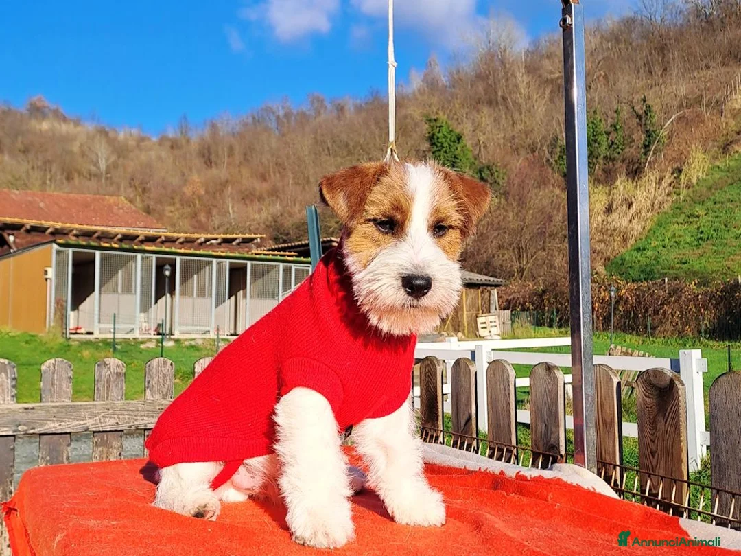 Jack Russell cani in vendita: Cucciol0 Jack ruvid0 - Annuncio 11