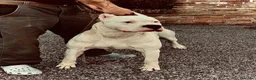 Dogo Argentino cani in vendita: CUCCIOLI DOGO ARGENTINO - Annuncio 4