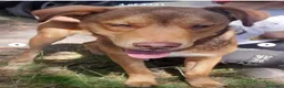 Meticcio cani in regalo: Enea 8mesi tg media RINUNCIA DI PROPRIETÀ!FIRENZE  - Annuncio 1