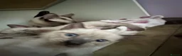 Siamese gatti in vendita: Bellissimi cuccioli siamesi maschio e femmina - Annuncio 2