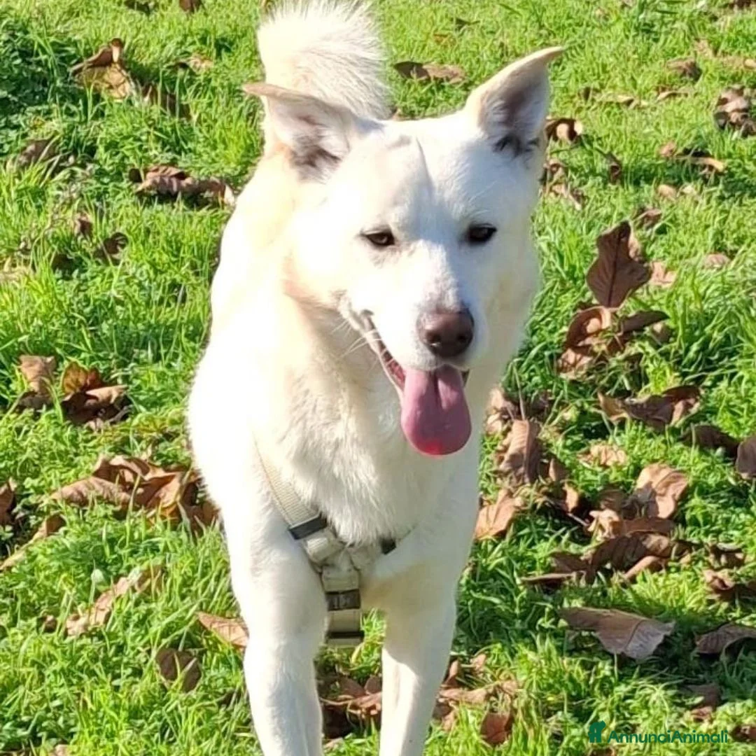 Meticcio cani in regalo: SHERLOCK 💙 - una nuvola bianca di dolcezza   - Annuncio 4