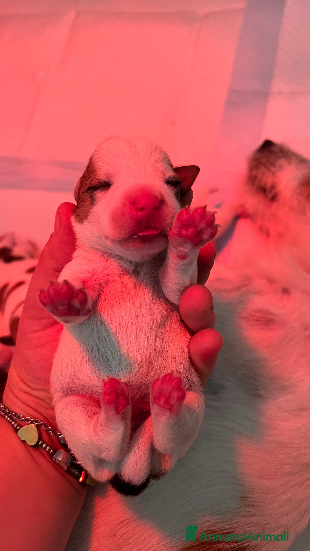 Jack Russell cani in vendita: Jack Russell - Annuncio 9