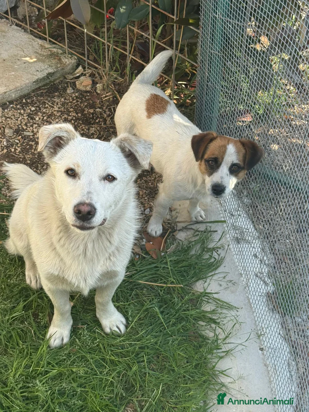 Jack Russell cani in regalo: Cagnolini jack russel e incrocio jack russel  - Annuncio 1