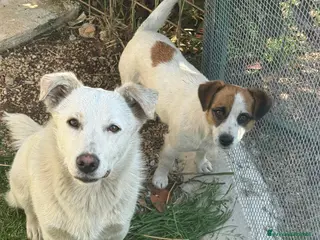 Jack Russell cani Cagnolini jack russel e incrocio jack russel - Annuncio 3