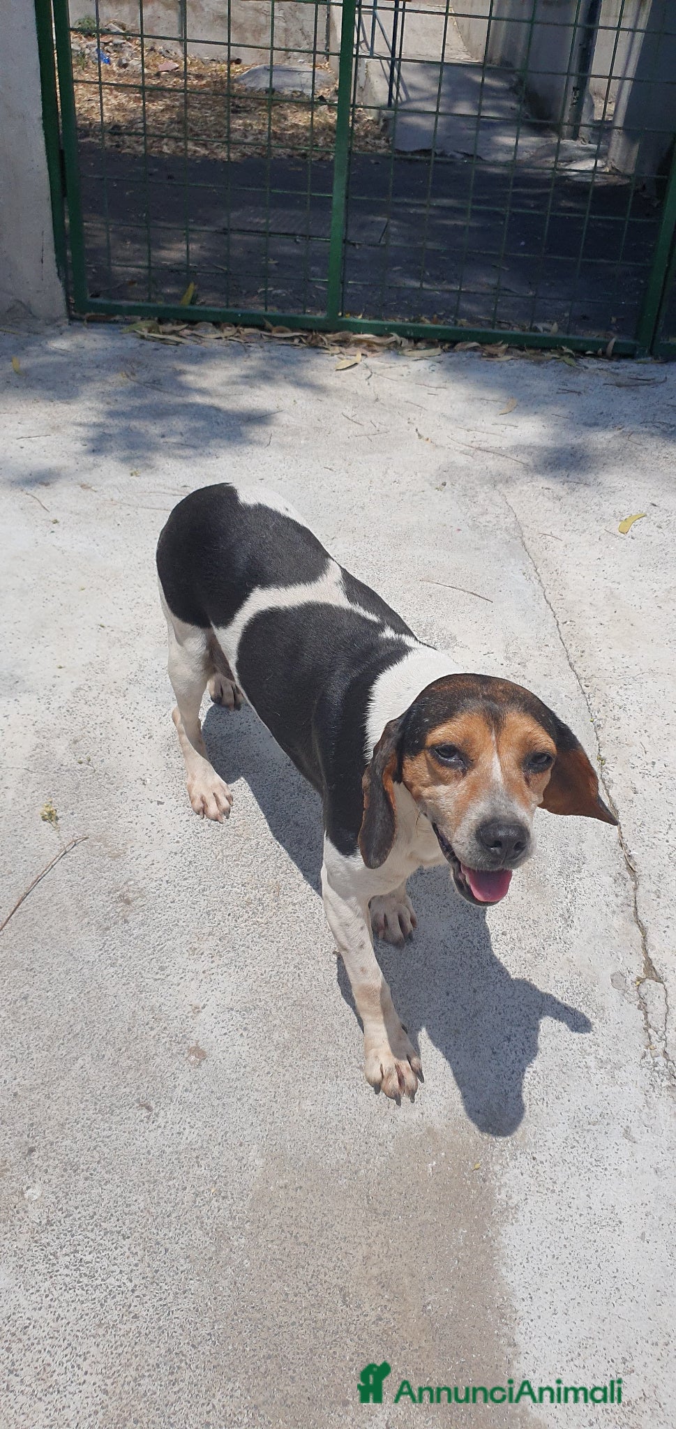 Beagle cani Camilla, Beagle femmina in canile - Annuncio 1