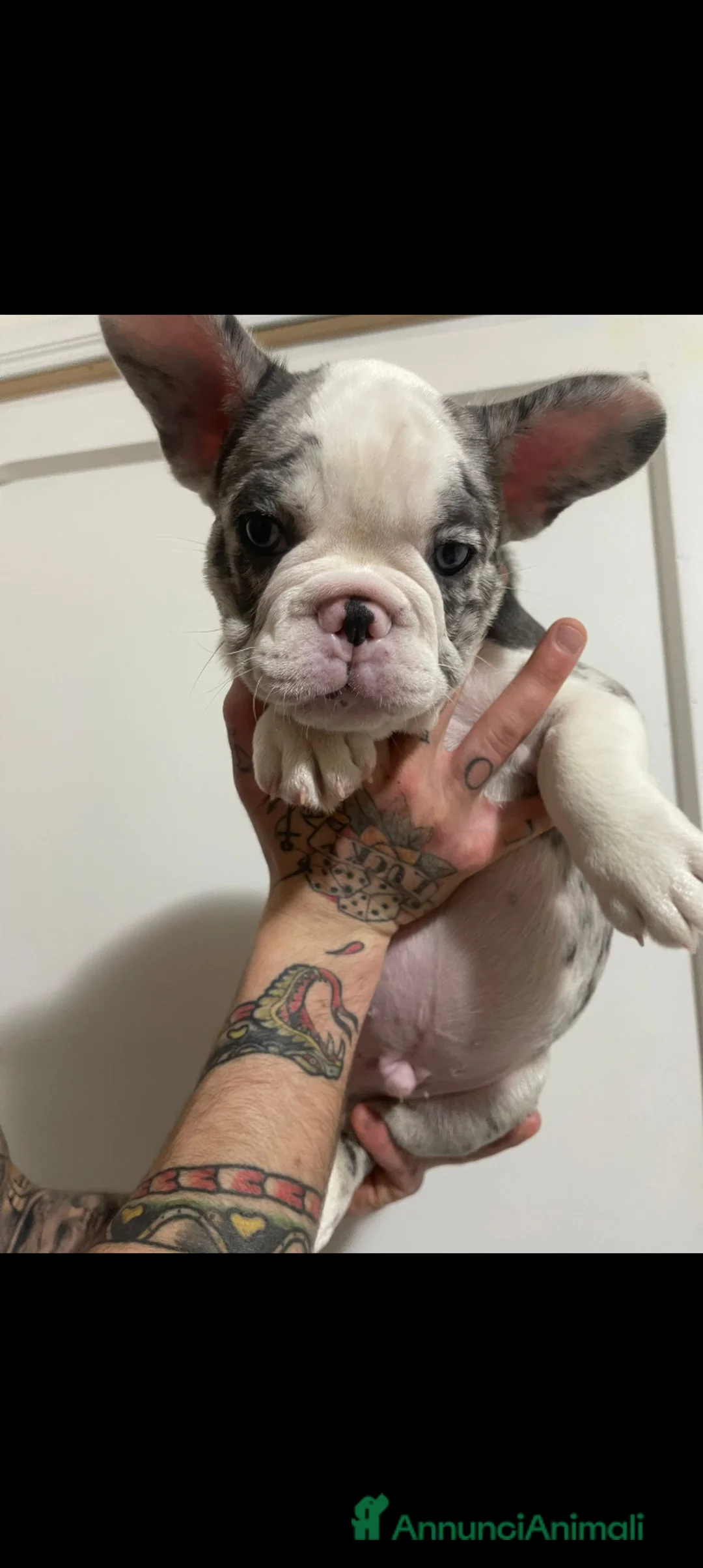Bulldog Francese cani in vendita: Cuccioli  - Annuncio 3