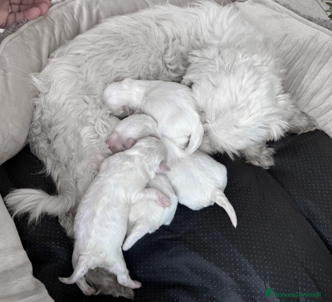 Maltese cani in vendita:  Maltese Mini Toy Allevamento Master ENCI - Annuncio 5